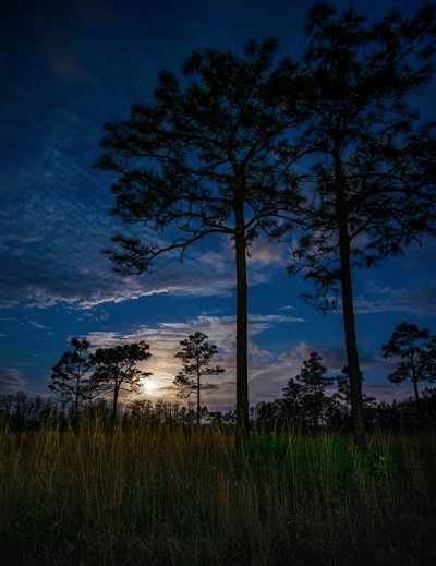 Bull Creek Moon