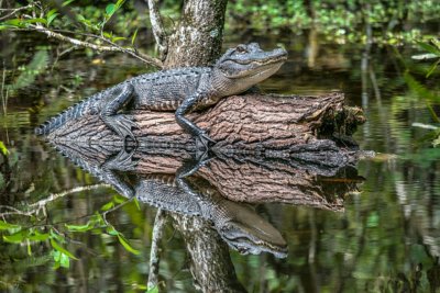 Loop Road Gator 2