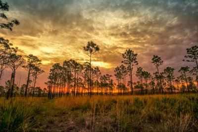 Florida Trail Sunrise