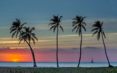 The Palms