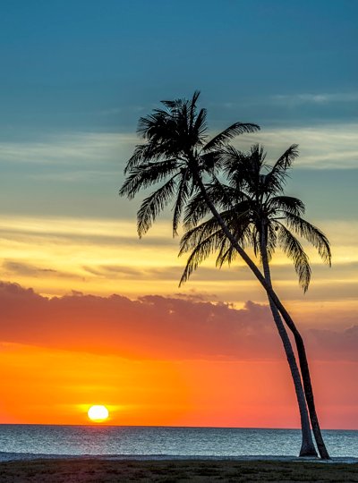 Lets Get Tropical