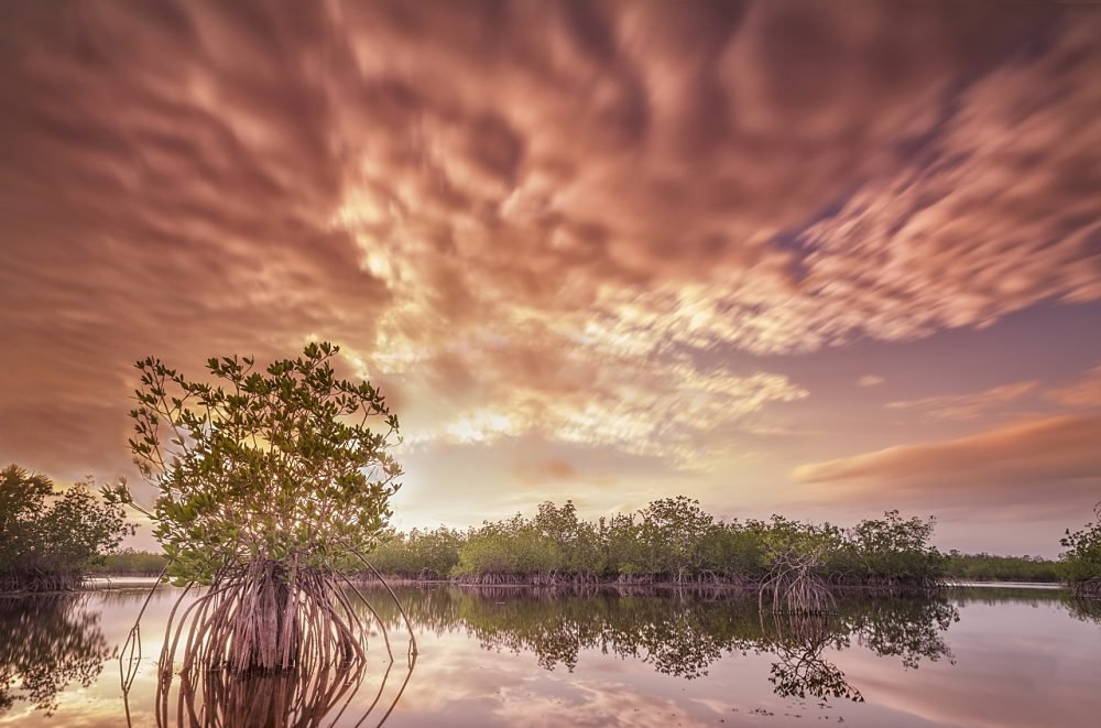 Mangrove Sunset | Andy Morgan Photography