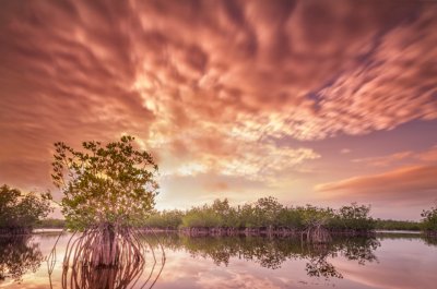 Mangrove Sunset
