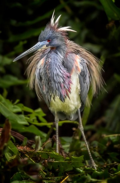 Portrait of a Tricolored Heron