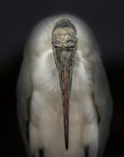 Portrait of a Woodstork