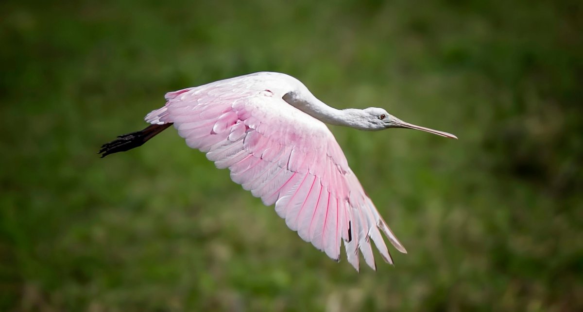 Roseatte Spoonbill In Flight