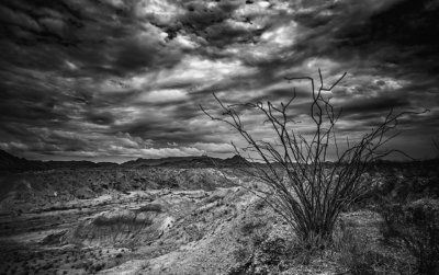Ocotillo (B&W)