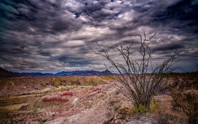 Ocotillo