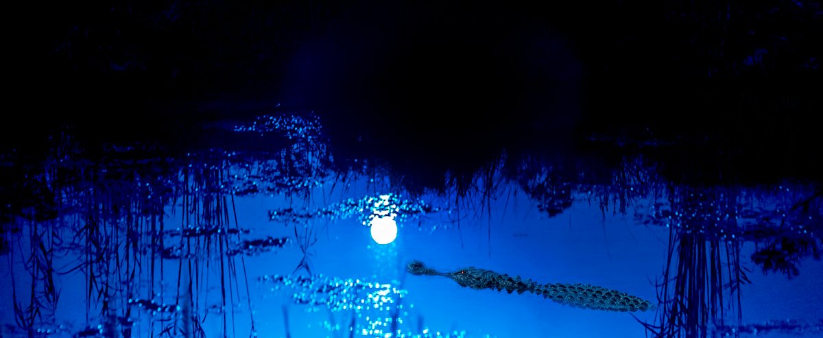 Gator under teh moon