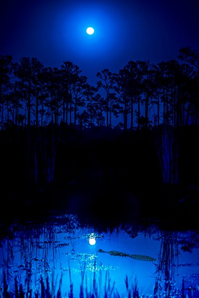 Alligator at night