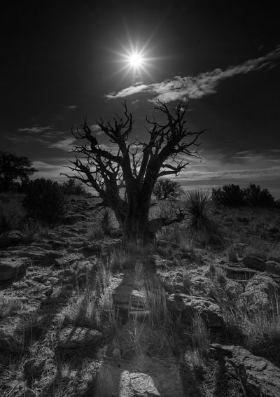 Desert Morn