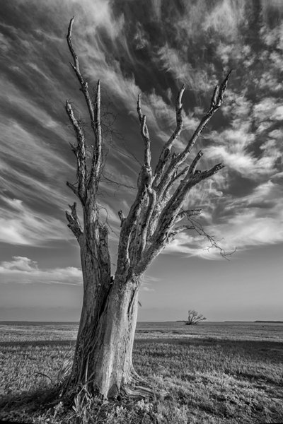 Tequesta Tree