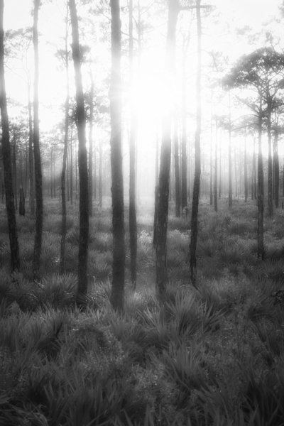 Evening Pines