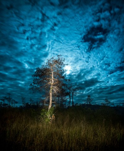 Cypress Moon