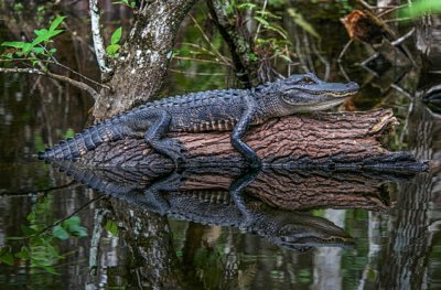 Loop Road Gator