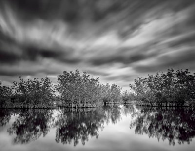 Mangroves Black and White