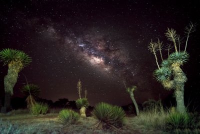 Milky Way Yuccas
