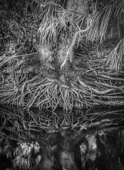Roots - Black and White