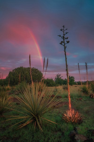Desert Morning
