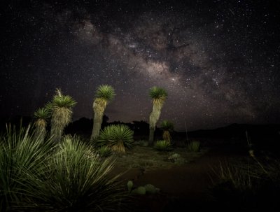 Milky Way Yuccas 2