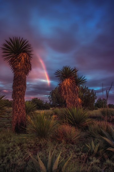 Yucca Rainbow