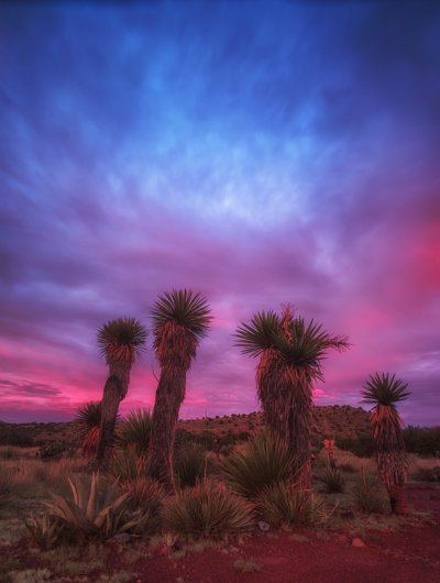 Yucca Sunrise