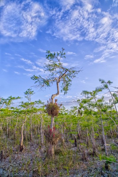 Dwarf Cypress