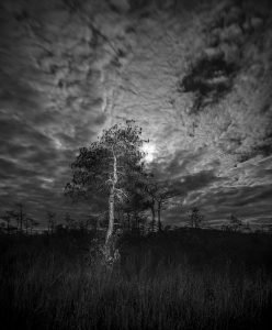 Everglades at night
