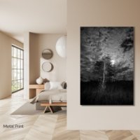 Cypress Moon - Image 2