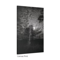Cypress Moon - Image 3