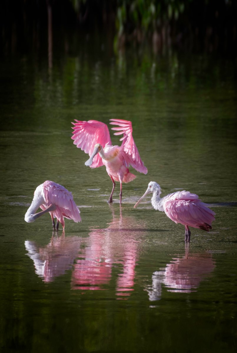 roseate spoonbills wading birds