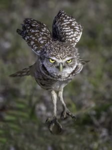 burrowing owl in flight