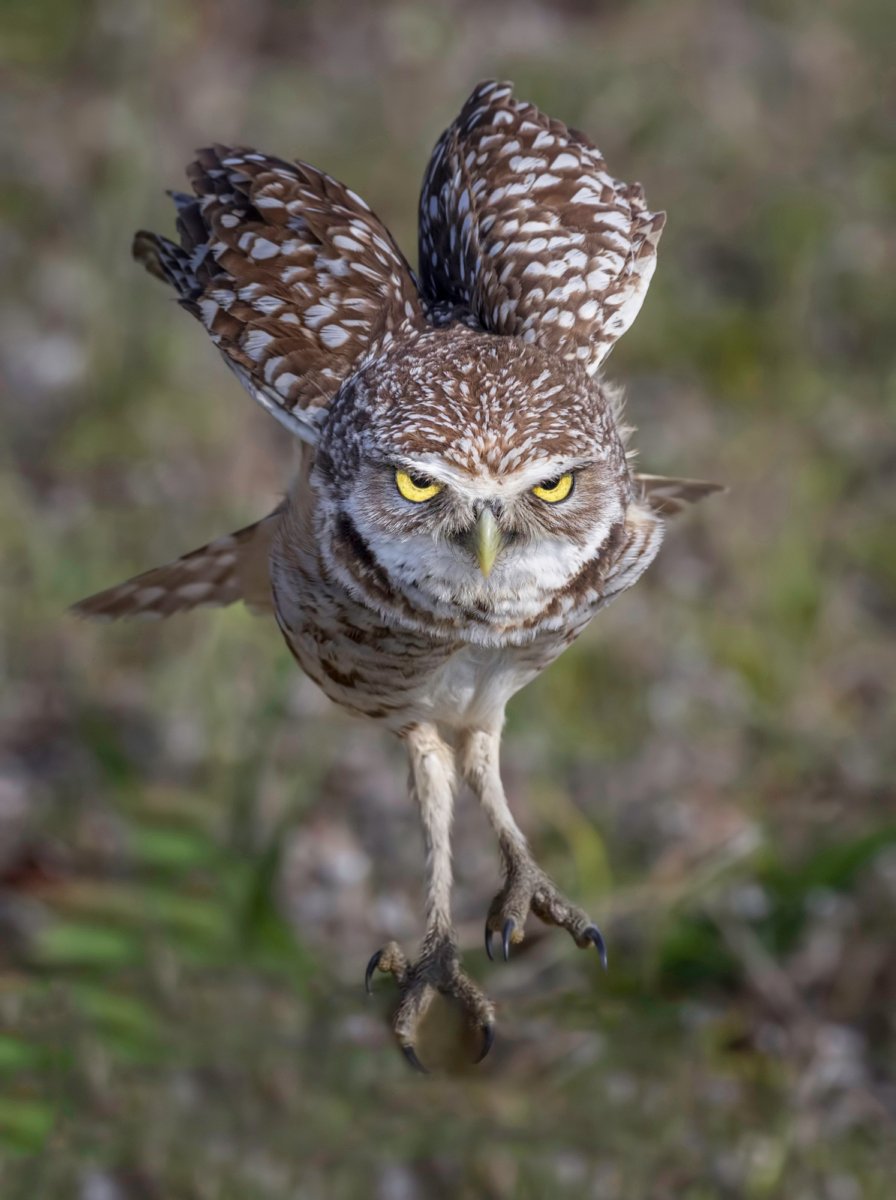 burrowing owl in flight