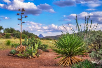 Chihuahuan Desert Texas