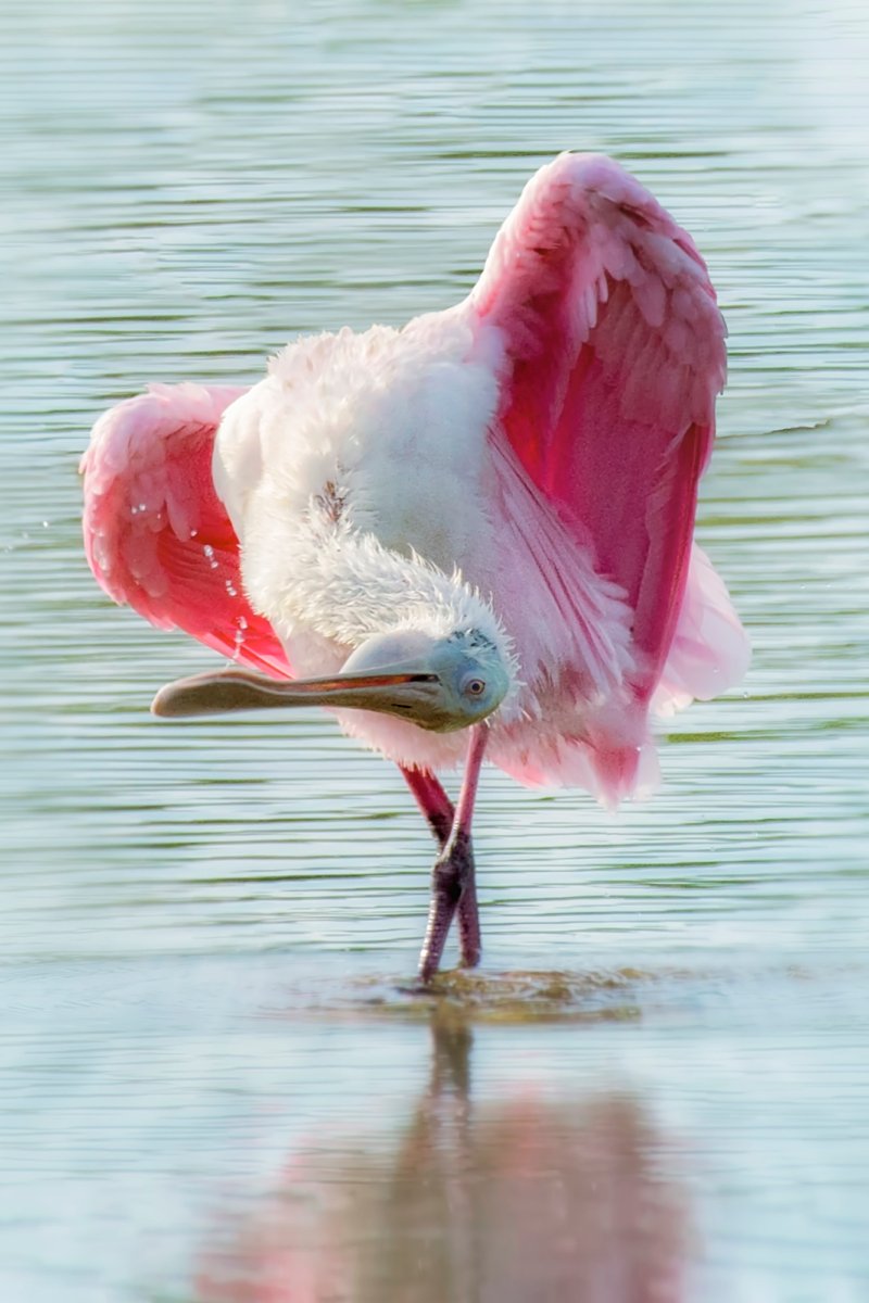 Roseate Spoonbill