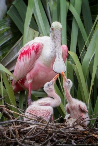 Mother Spoonbill