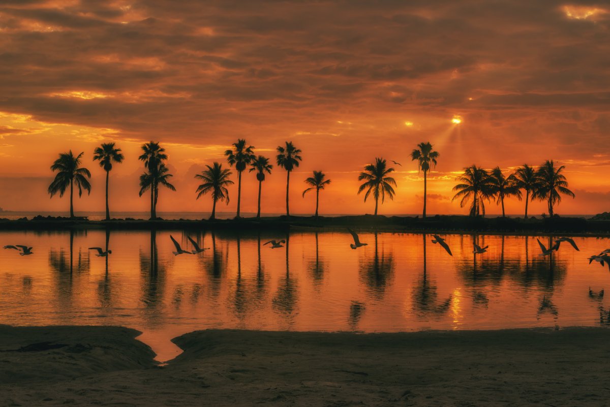 Miami Beach Park Sunrise Palm trees
