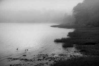 Foggy Coast