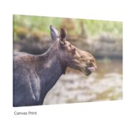 Maine Moose - Image 2