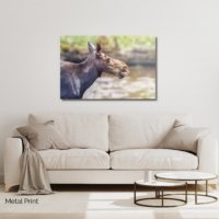Maine Moose - Image 3