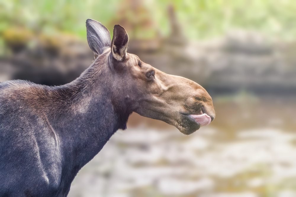 A female moose licks her lips after taking a drink in a stream