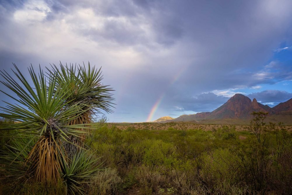 Rainbow drops out of the sky in the background of this scene in the west Texas desert of Big Bend National park. Mountains off in the distance and cactus in the forground.