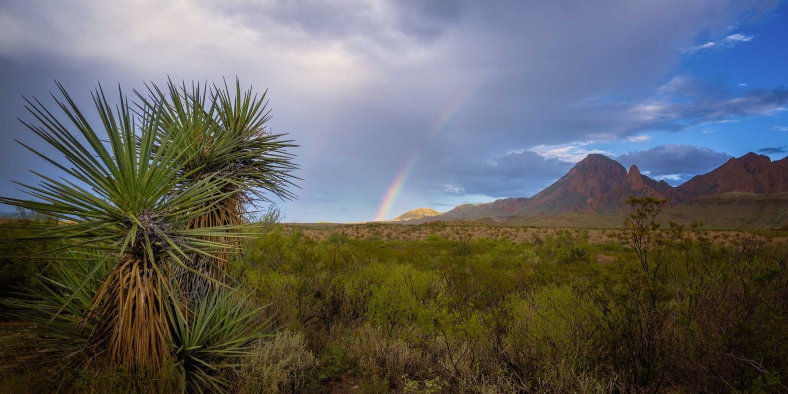 Rainbow drops out of the sky in the background of this scene in the west Texas desert of Big Bend National park. Mountains off in the distance and cactus in the forground.