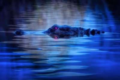 Gator Moonlight