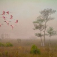 Tamiami Spoonbills Big Cypress Florida - Tea Towel - Image 2