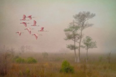 Tamiami Spoonbills