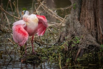 Roseate Spoonbill preening, fine art photography print
