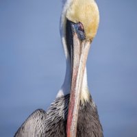 Close-up portrait of a Brown Pelican with brown and white feathers, a long beak, and a light-colored head, against a solid blue background.
