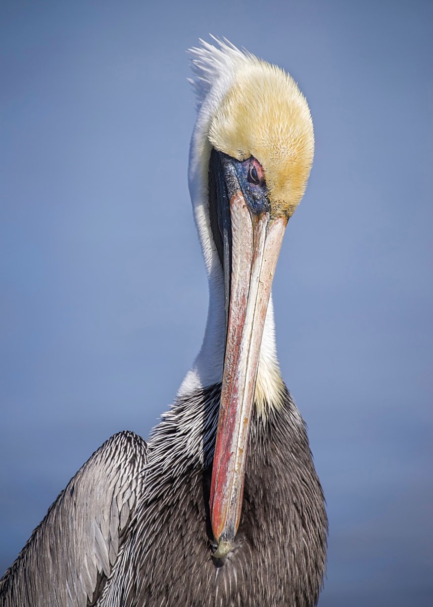 Close-up portrait of a Brown Pelican with brown and white feathers, a long beak, and a light-colored head, against a solid blue background.