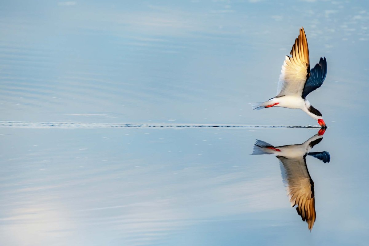 Black Skimmer touching its beak to the water, creating a perfect reflection, photographed at Merritt Island National Wildlife Refuge.